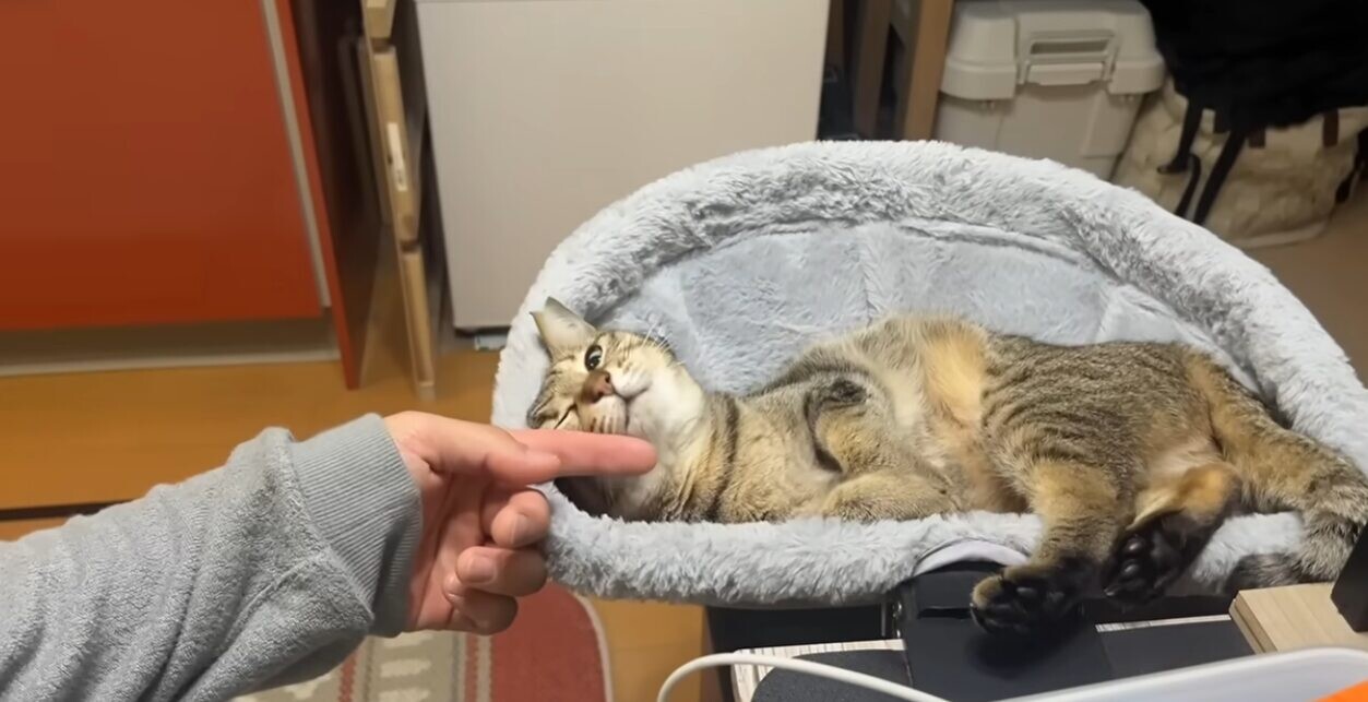 猫 夫 恋人同士