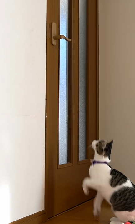 ドア開け 猫