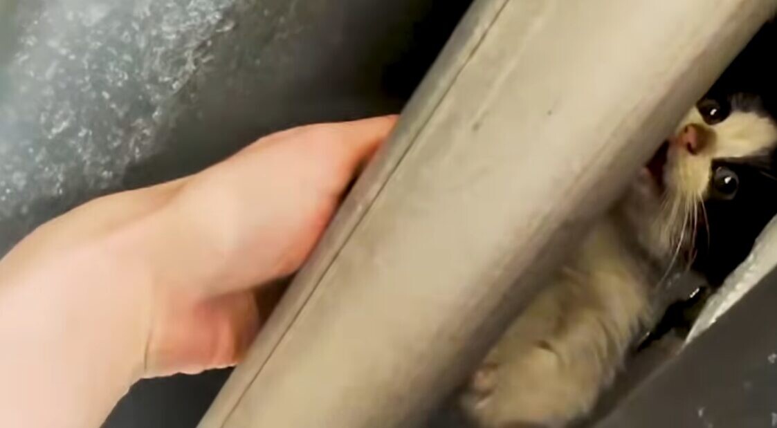 猫 救助 高速道路