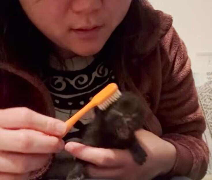 ゴミ袋 子猫 遺棄