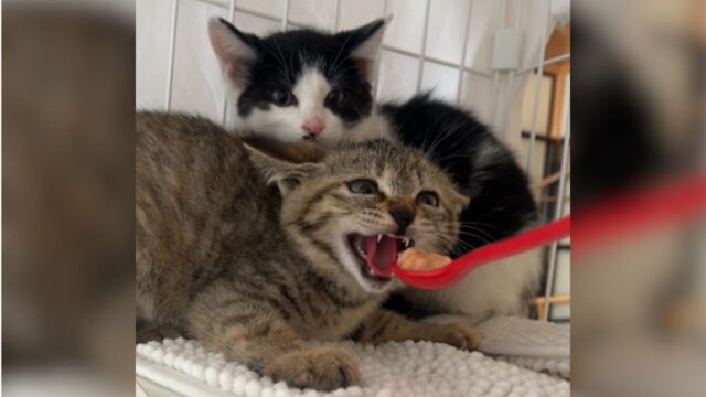 ちゅ～る　子猫