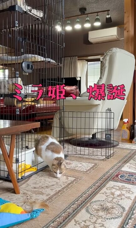 ミラ姫ちゃん 保護
