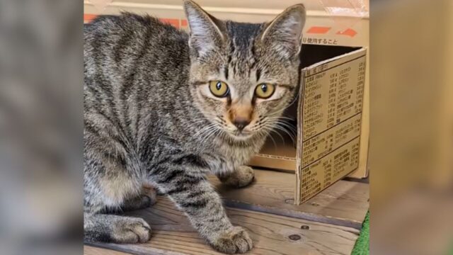 ねこナビ｜猫専門メディア