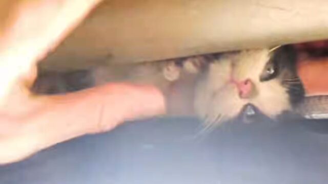 ねこナビ｜猫専門メディア