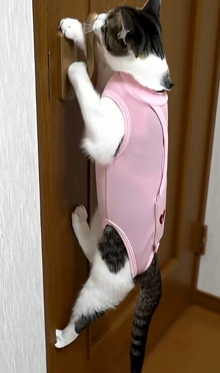 ドア開け 猫