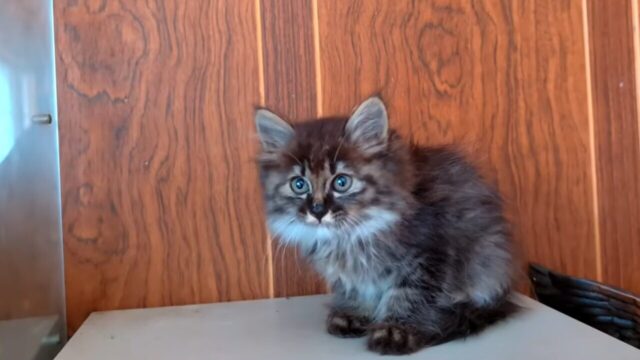 初めてのおやつに目をきらめかせる子猫。豪雨の後、迷い込んできたのは天使だった！