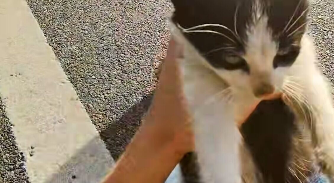 猫 救助 高速道路