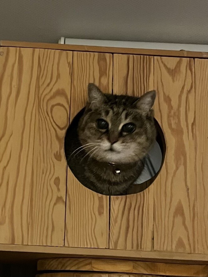ばんばんちゃん 看取り