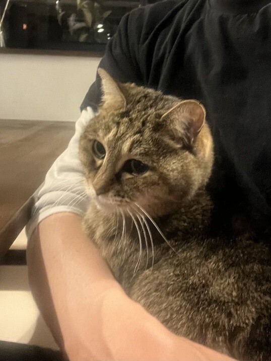 ばんばんちゃん 看取り