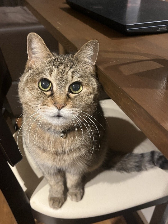 ばんばんちゃん 看取り