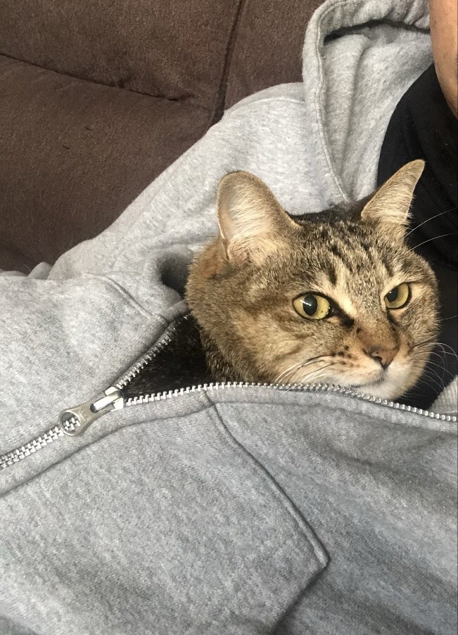 ばんばんちゃん 看取り