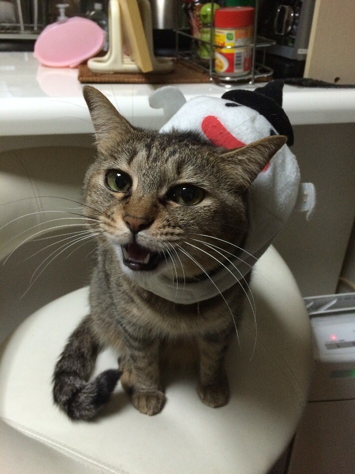 ばんばんちゃん 看取り