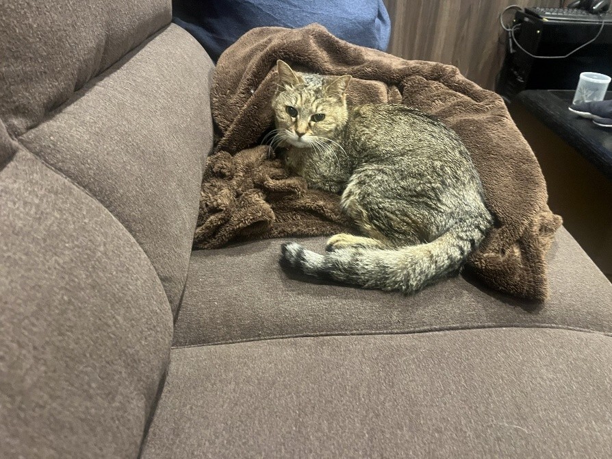 ばんばんちゃん 看取り