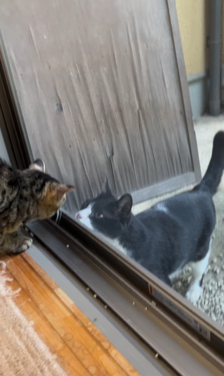猫