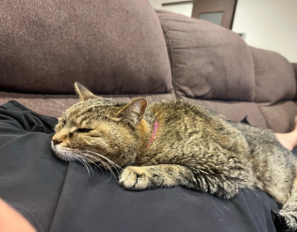 ばんばんちゃん 看取り