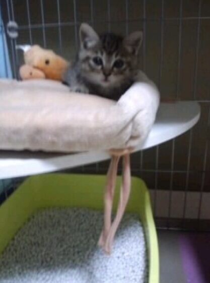 ばんばんちゃん 看取り