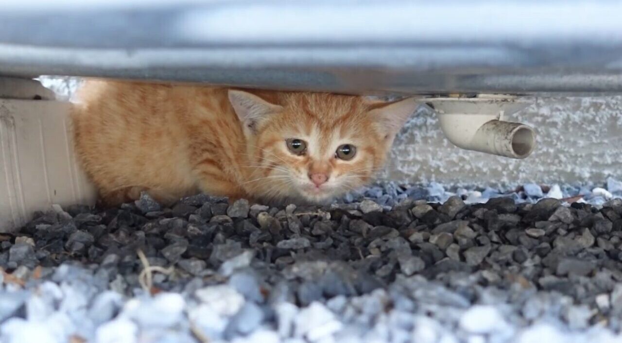エアコン室外機　子猫