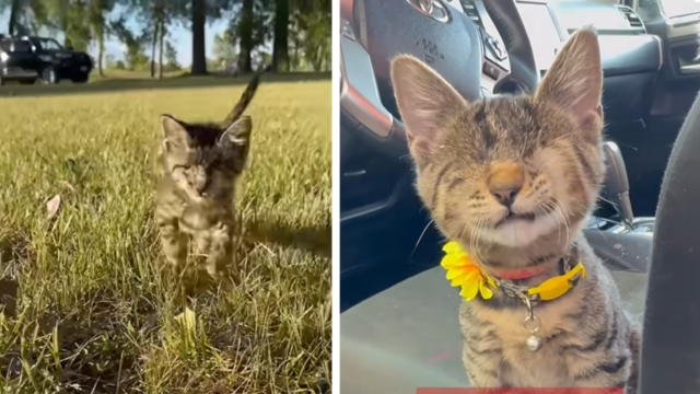 目が見えない保護猫。カルガモのヒナのように飼い主を慕い、大冒険を楽しむ日々に感動！