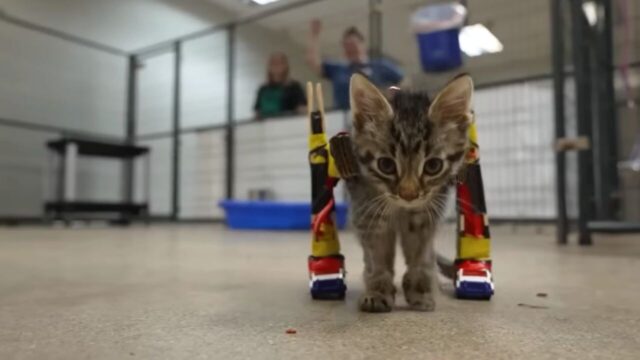 保護猫　車椅子
