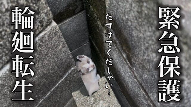 「もう生まれ変わってきたの…？」亡き愛猫を想う女性が子猫を保護　“猫型の穴”を埋めてくれた不思議な出会い