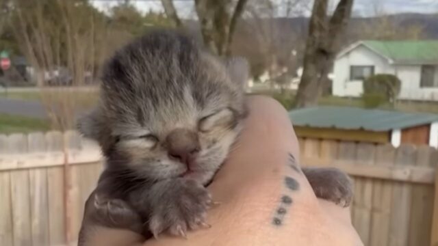 ゴミ捨て場で幼い子猫たちをすべて保護　それでも女性が探し続けた「もう1匹」の猫