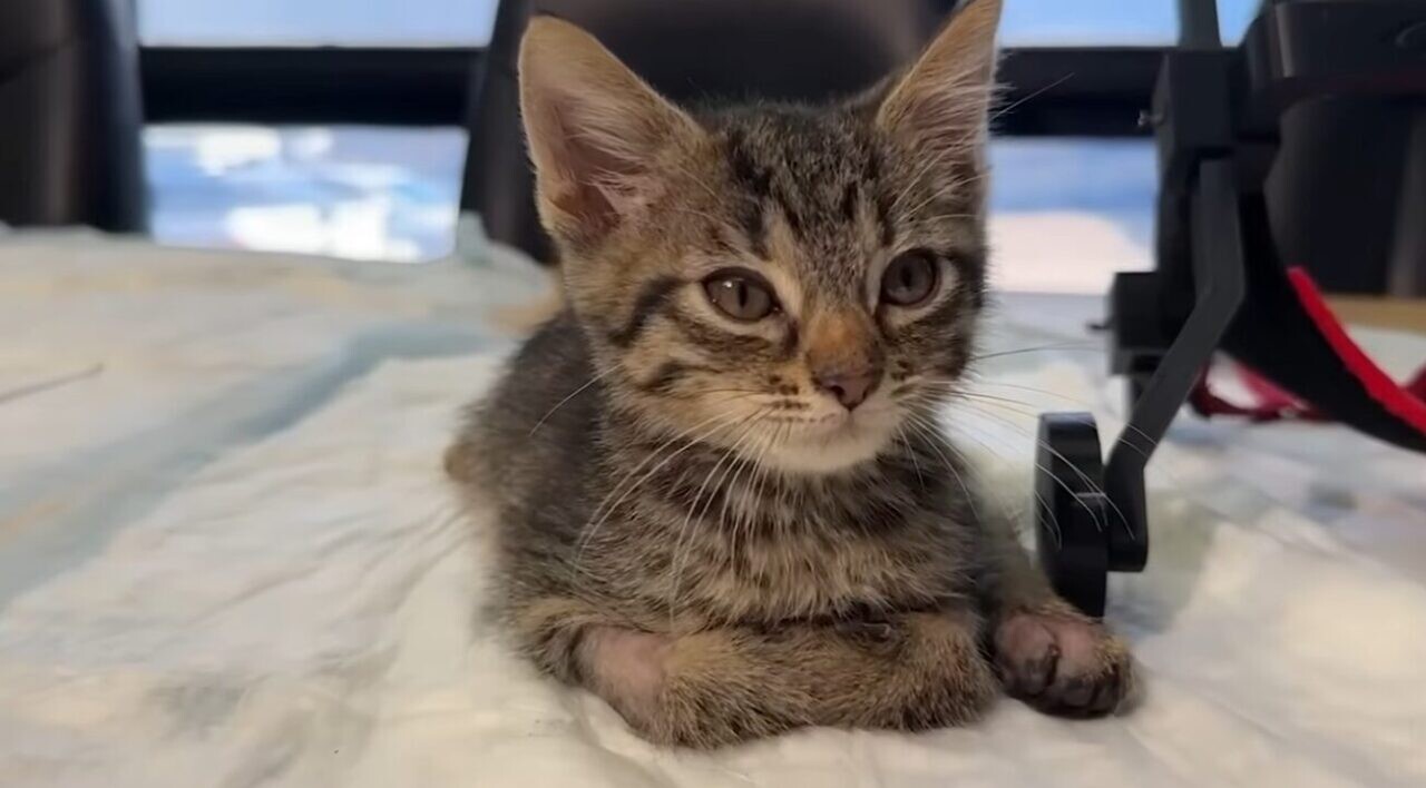 保護猫 車椅子
