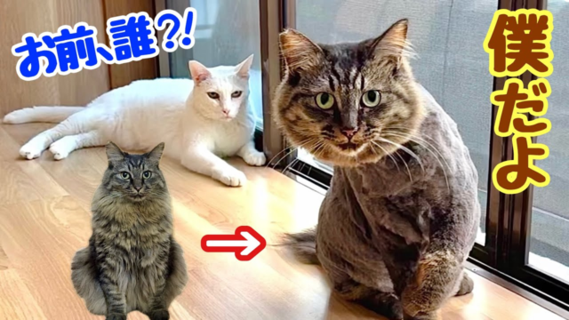 初トリミングで別猫級の大変身！帰宅した長毛猫に、仲間たちが見せた反応やいかに？
