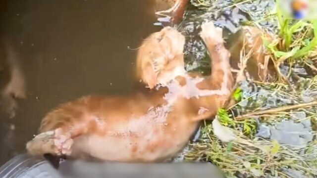 防犯カメラが捉えた満水のドラム缶に落ちた子猫！救出後に待つ特大ハッピーエンドに笑顔