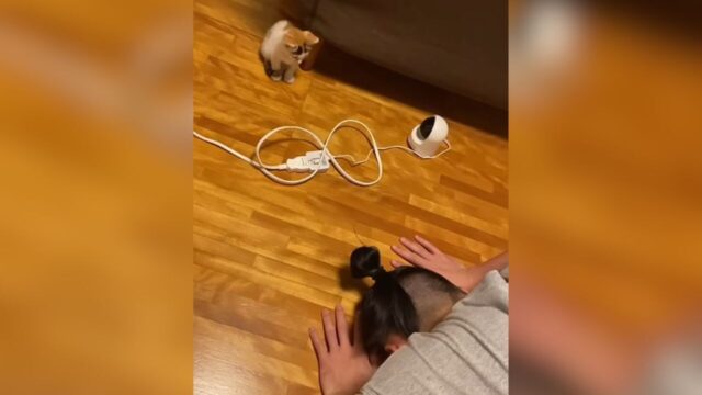 「本当に申し訳ない…！」 掃除機で驚かせた子猫に土下座で謝罪した夫…11ヶ月後の“下僕らしい姿にほっこり