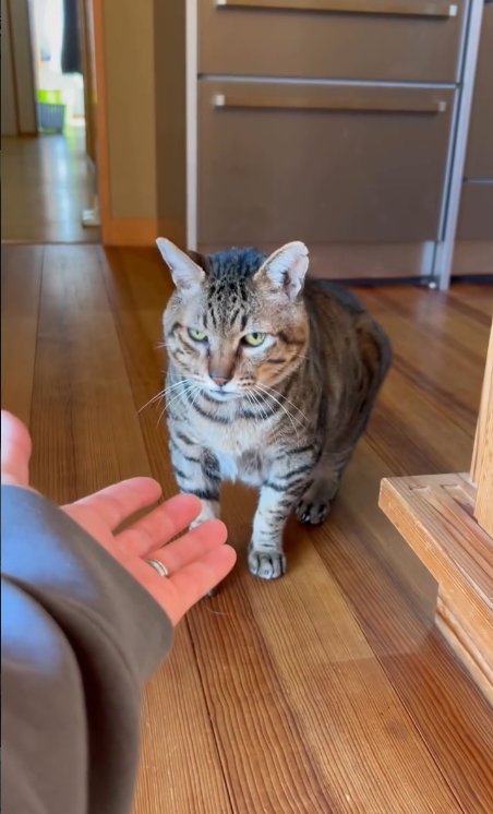 猫