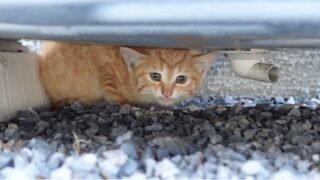 エアコン室外機　子猫