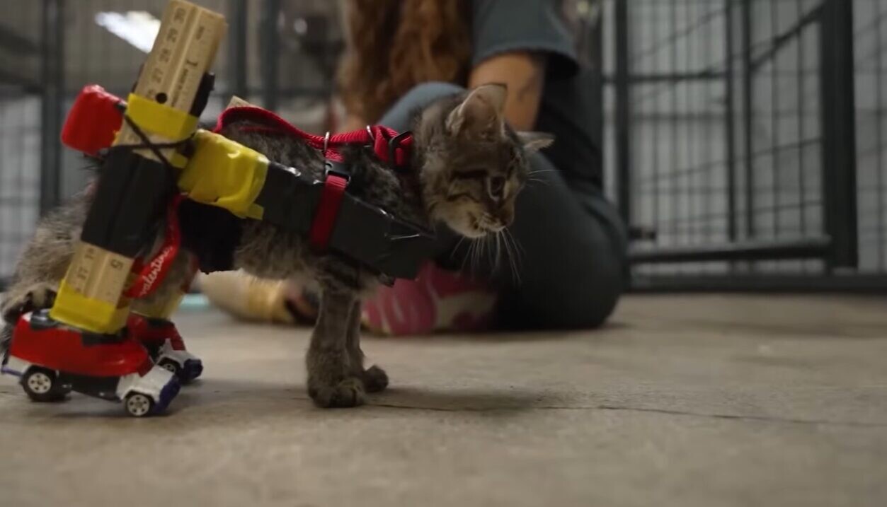 保護猫 車椅子