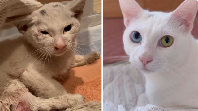 「どうしても動かない」愛犬が見つめていた植え込みには……ボロボロの子猫を待っていた奇跡のにゃん生