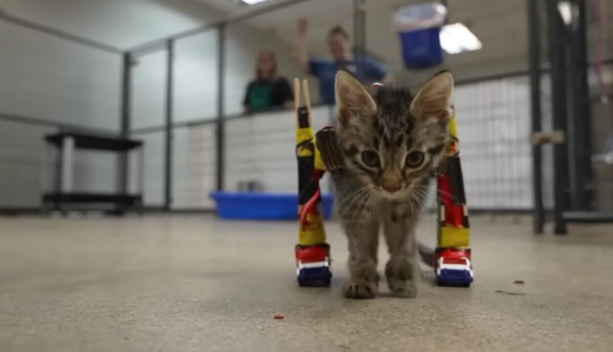 保護猫 車椅子