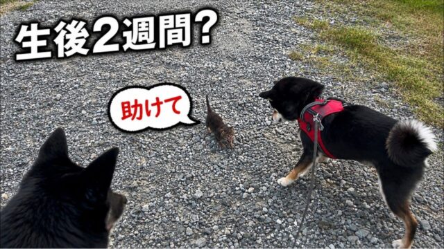 愛犬2匹と散歩中、草むらから子猫が突然登場！ パニックになりながら保護した”その後”