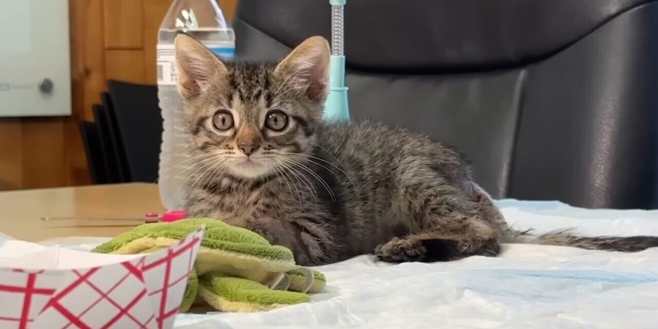 保護猫 車椅子