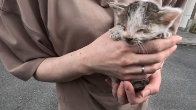 下水管　子猫　保護
