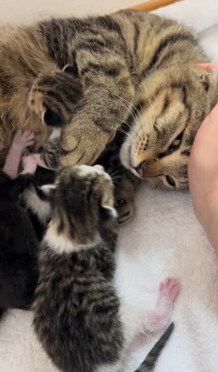 猫