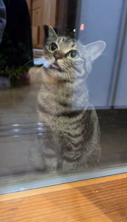 猫