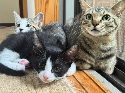 猫