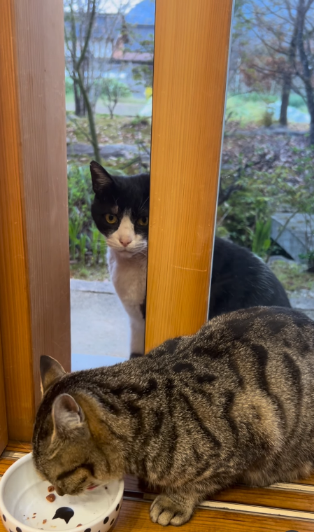猫