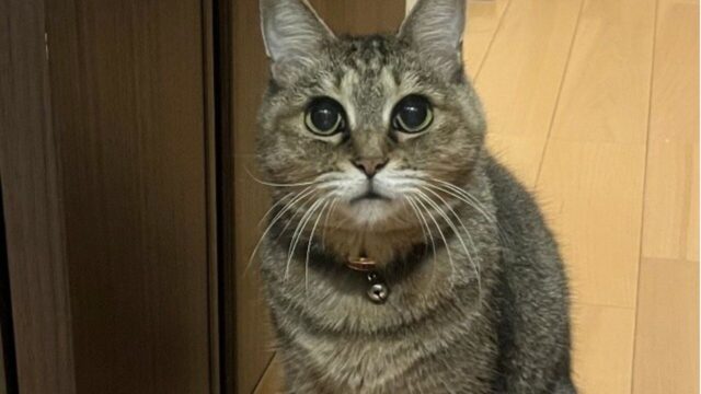 ばんばんちゃん　看取り
