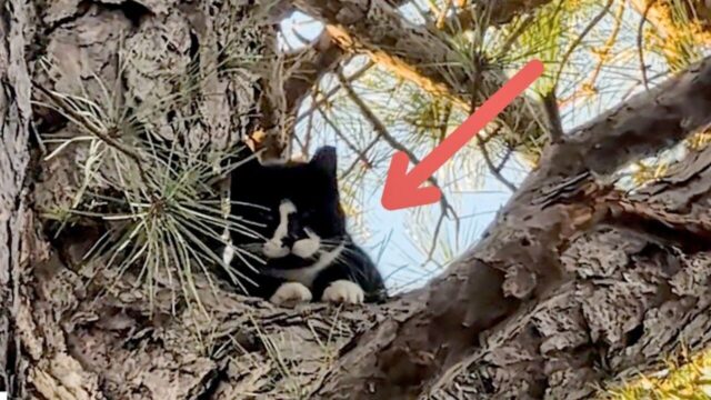 「もう助けられない」木の上で5日間、救助を待ち続けた猫　絶体絶命の命を救った男性