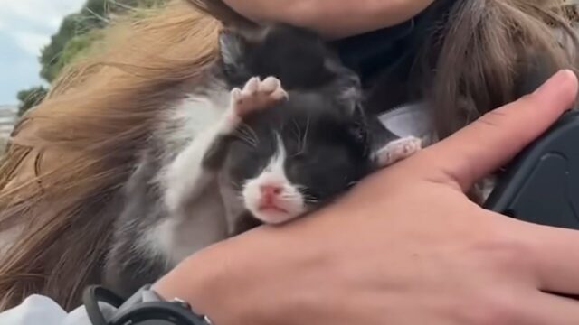「アメリカ横断」を一時中断！ スケートボーダーが見せた、子猫3匹を救うための決断と愛