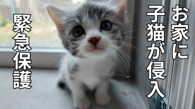 家の中に突然、見知らぬ子猫が…！体重520gの小さな命を保護→家族に迎えるまで