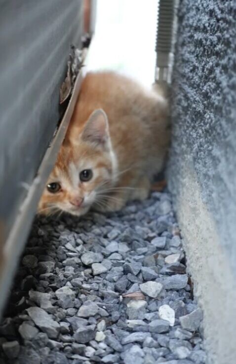 エアコン室外機 子猫