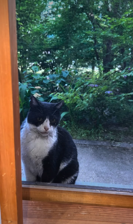 猫