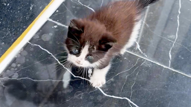「中に入れて」凍える寒さの中、建物に入ろうとした子猫。何度も扉を閉められた末に…？