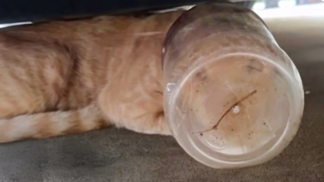 頭に容器がはまったまま5日間…水も飲めなかった猫、救出後に始まったもうひとつの挑戦