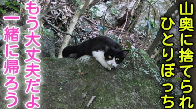 何度も捕獲機から出てしまった警戒心MAXの猫　保護から数日後、「こんなにも甘えん坊だったなんて」